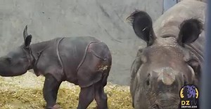 10K views · 805 reactions | While we can’t go there in person right now, we can take a moment to watch the Denver Zoo's baby rhino’s first steps: | Jared Polis | Facebook