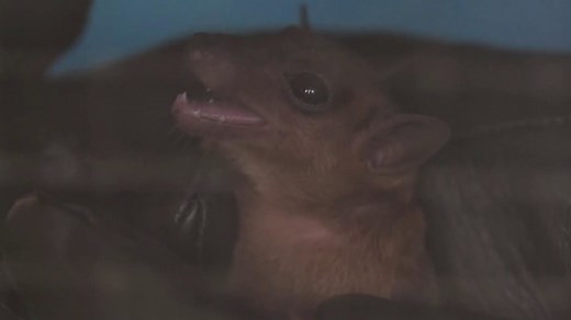 How the coronavirus spread from animals to humans