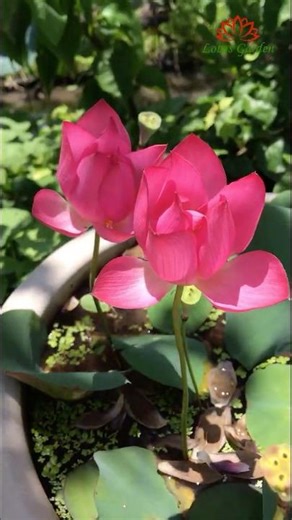 The red lotus flower is beautiful and fragrant