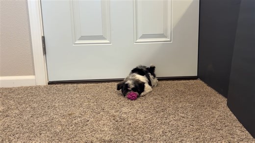 Havanese puppy for sale