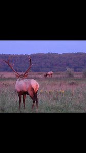 81K views · 1K reactions | Love that shake! #elk #fall #wildlife #nature #elkcountry #wildlifephotographer #natureaddict #wapiti #antlers #elkdaily #majestic #elkaddicts #pennsylvania #pennsylvaniaelk #pawilds #animals #optoutside #nationalgeographic #natgeowild #ourplanetdaily #bullelk #teampawilds #inthewilds #naturesbeauty #bugle #buglingbulls #fall2022 | Exceptional Eye Photos | Facebook