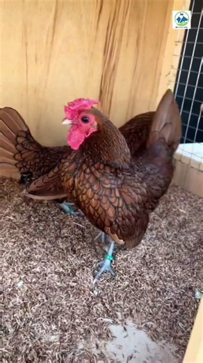 Sebright is a British breed of bantam chicken. It is a true bantam #birds #trendingshorts