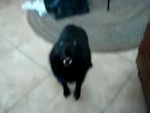 Dog singing Spongebob Squarepants