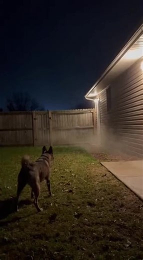 Backyard CCTV: Dog Confronts Unidentified Creature at Night