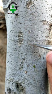 2M views · 8.6K reactions | Grafting techniques fig tree | Easy Grafting Techniques | Facebook