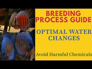 "How to Create Breeding Pairs of Discus – Tank, Food, & Water Tips"