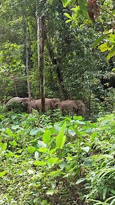 🙌🏼 We LOVE an elephant video, especially when they show elephants doing exactly what they were born to do... Living wild, safe and free in the forest. 🌳 Every moment like this is possible because of people like you. Thank you for helping protect these big, beautiful animals, and the forest homes they depend on. IEP supports the protection of these elephants from the Elephant Conservation Center 🐘 | International Elephant Project
