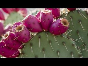 Is cactus water the new super drink?