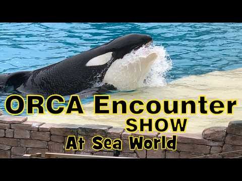 Watch These Giant Killer Whale Orcas Soar Through the Air! #KillerWhale #SeaWorld #Nature #orca