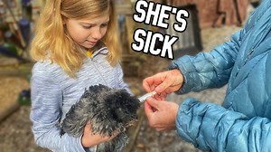 8.6K views · 807 reactions | One Of Her Favorite Chickens Is SICK,...