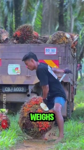 How Oil Palm Workers Lift 100-Kilogram Fruit Bunches in Malaysia