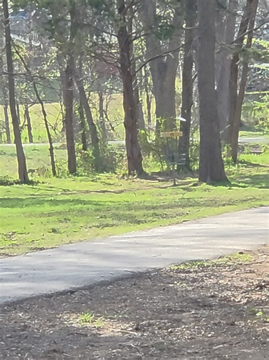 Ami's Sexiest Disc Golf Putters: Left & Right Handed