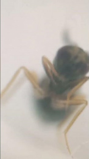 Under Microscope: Parasitic Chalcid Wasp, Tetrastichus (Eulophidae, Chalcidoidea Hymenoptera) Cleans