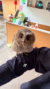 Amusing Owl Moments: Funny Talking Snow Owl Clips