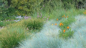 Know which fire-resistant plants are best for your garden