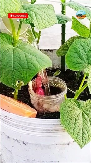 Plant automatic nutrition idea #shortsfeed