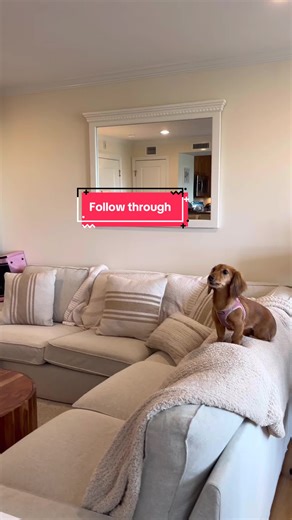 Taking your dog through experiences builds a stronger bond of trust and respect. #dog #puppy #pet #reels #fyp