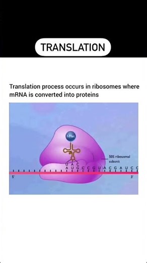 Translation animation #rna #medical #biology