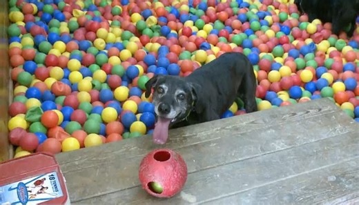 A fun zone for canines to play in Caledonia