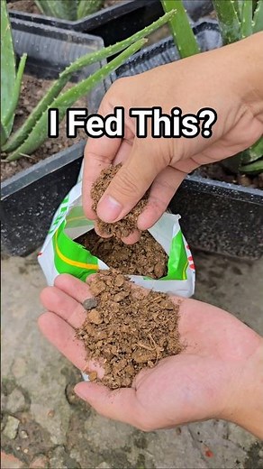 I Really Fed This To My Aloe?