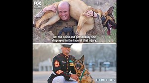 8.8K views · 438 reactions | Lucca, the Marine working dog left behind an incredible legacy. Hear from her handlers about the bravery she showed on the battlefield in “Hero Dogs.” https://bit.ly/3eVjaBN | Shannon Bream | Fox Nation | Facebook