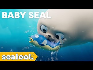 Cuteness Overload!ㅣSEALOOKㅣEpisodes Compilation