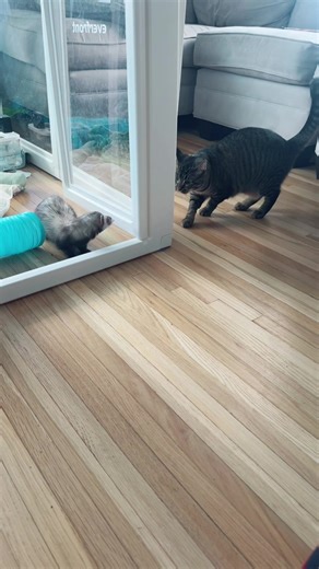 Just a little whack whack and she’s out of there. #animallovers #ferretlovers #catsoftiktok #kittensoftiktok