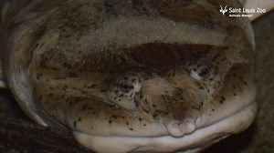 8.2K views · 101 reactions | While visiting the Charles H. Hoessle...