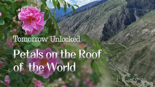 How plateau roses are empowering ethnic minority women in China High on China’s Qinghai–Xizang Plateau, ethnic minority women are building better lives with Damask roses. Once stay-at-home mothers asking men for money, they’re now earning tens of thousands every season, without leaving their homes. #TomorowUnlocked #Hervoice #rose | CGTN Frontline