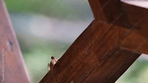 slowmo closeup of a lizard jumping from a brown wooden beam to another from the center of the picture to the left section into the blurry background Stock Video