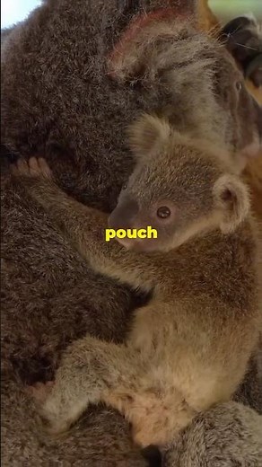 Why Do Baby Koalas EAT Their Mom’s POO?