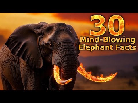 30 Mind-Blowing Elephant Facts That Will Leave You in Awe