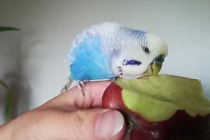 Can Budgies Eat Apples? All You Need To Know