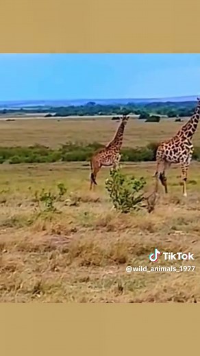 Leopard attacks warthog #animalsworld #wildanimals #wildlife #leopard #warthog #fighting #foryoupages #fyp