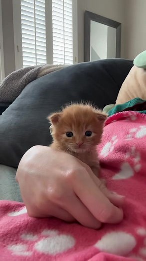 Garfield the Orange Kitten: One Year Adopted Story
