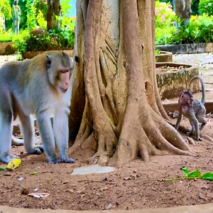 1.8K views · 26 reactions | Little one run around the tree coz try hide the body from big man #monkeys | Avata Monkey II | Facebook