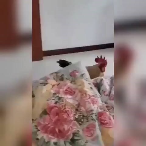 pashto_sarcasm | Don't limit the cross 😂😂😂😂 . . . . . . . . . | Instagram