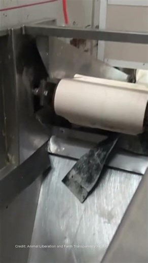 Would you consider shredding a live animal to be humane? 💔 This is chick culling.