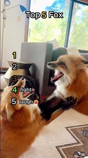 Top 5 ADORABLE Fox Moments! 🥰🦊 #CuteFox #WildAnimals #Shorts