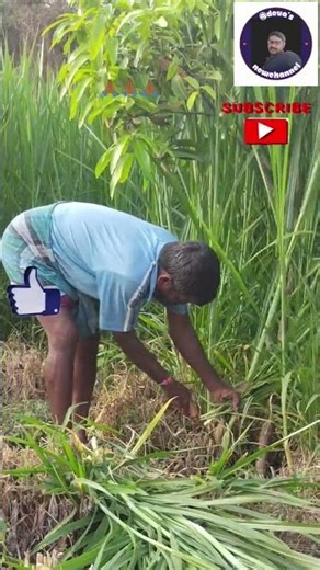 #Napiergrasscuttingprocess #farming #napiercutting #trendingshorts