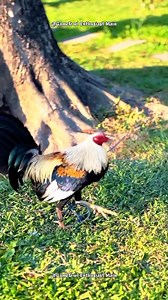 30 reactions | Secrets to Raising Happy and Healthy Chickens: A Beginner's Guide #gamefowleducation #poultrycaretips #responsiblebreeding | Gamefowl Enthusiast | Facebook