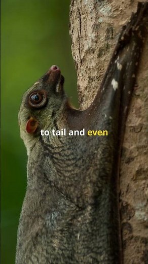 Colugo: Nature’s 200‑Foot Night Glider 🪂