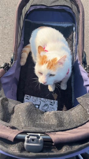 We got the CT scan report back for Sir Gus of Floofton Abbey and it’s overall very good! For those of you who don’t remember, G exhibited signs of pain last summer and stopped jumping up on furniture. He had a MRI and a spinal tap and the presumptive diagnosis was spinal lymphoma. So we researched veterinary oncologists and ended up seeing Dr. Tripp at BARC in Edmonds. After examining him and looking at the imaging, she said the most wonderful words ever. “I don’t think you need me. I don’t thin