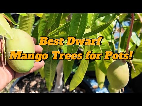 Top 3 Dwarf/Patio Mango Varieties to Grow in Pots