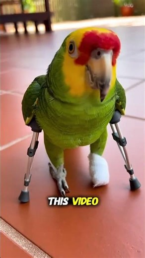 Injured Parrot DEMANDS Payback 😂🦜 | Broken Leg, Savage Attitude