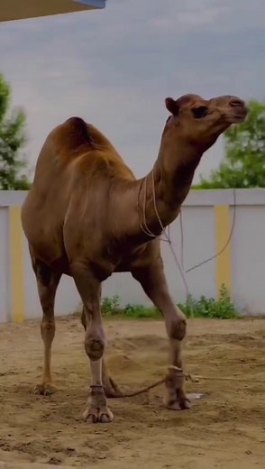 Explore Camel Culture: Jumping and Harva Traditions