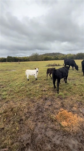 Stranger Danger ⚠️ #strangerthings #stranger #Danger #funny #baby #cute #WalkerFarmFam | Walker Farm Fam