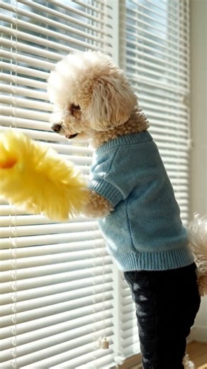 cleaning window blinds