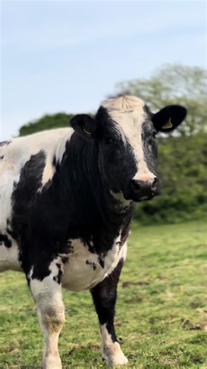 Exploring British Blue Show Cattle: A Passion for Farming