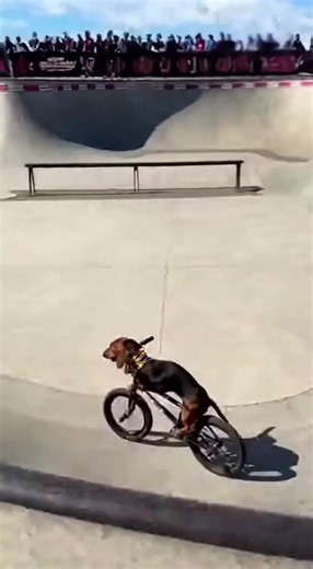 Dachshund Takes Over the Skatepark Show